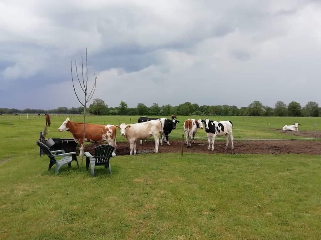 Sfeerimpressie boerderijcamping 't Neuvertje 5